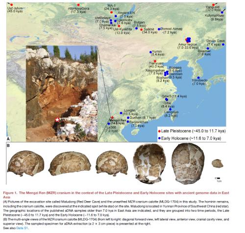 Fossil DNA from Mengzi shows East Asians had straight hair 30,000 years ago and bleaching began 7,500 years ago
