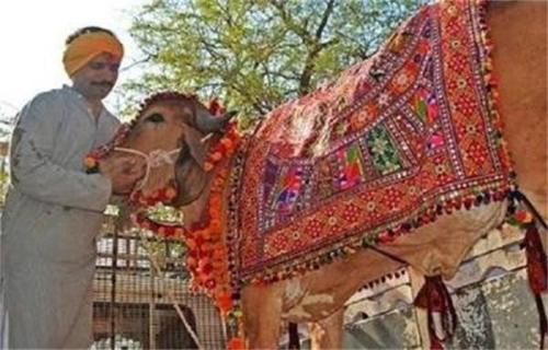 Indian man leaves his wife and son without hesitation, spends 170,000 yuan to marry a cow, but lives happily after marriage
