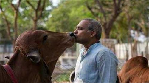 Indian man leaves his wife and son without hesitation, spends 170,000 yuan to marry a cow, but lives happily after marriage
