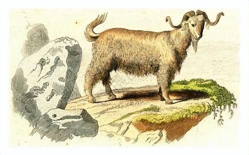 Why are goats so unpopular in Eastern and Western cultures? Even become a symbol of devil?
